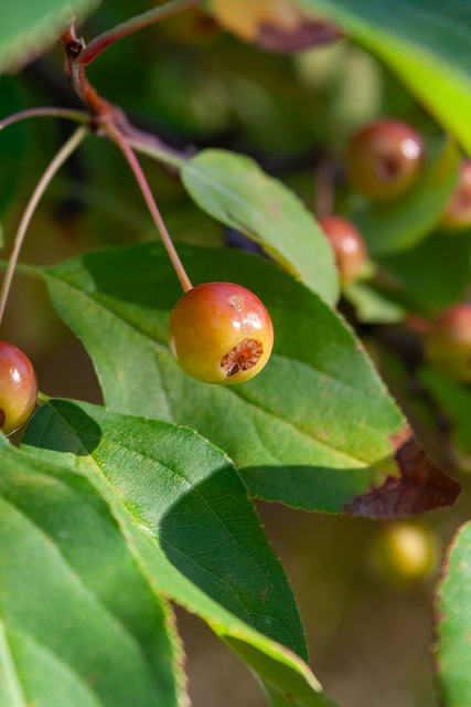 第三巨头霍 第三巨头霍
